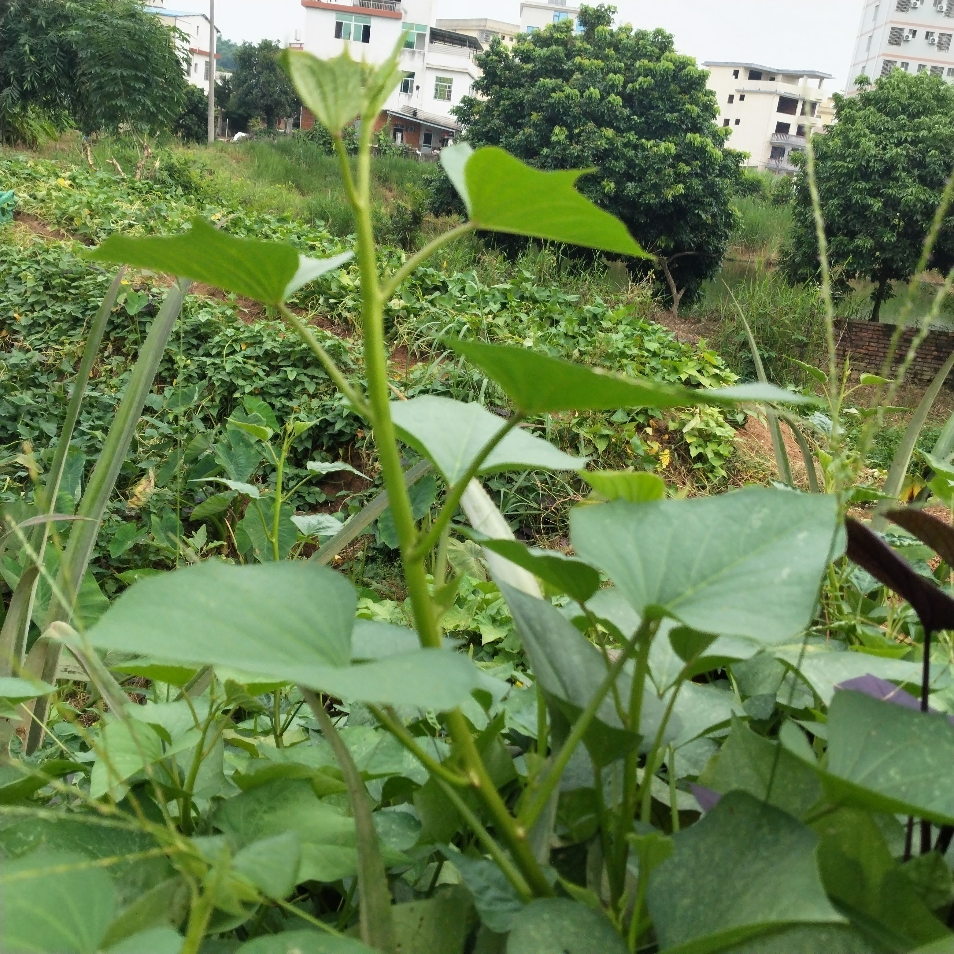 老品种爬藤地瓜叶台农71号菜用型红薯叶农家小炒阳台菜地种植食叶