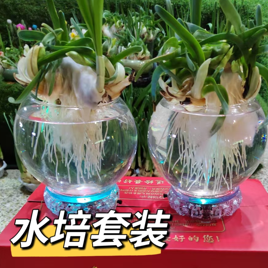 雕刻水仙花水培套装玻璃瓶漳州水仙花盆栽陶瓷盆带花苞半成品春节