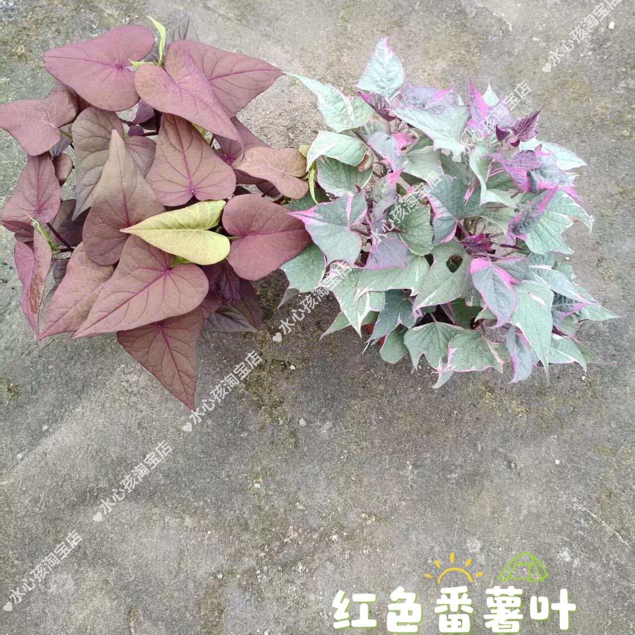 红色番薯叶盆栽绿植室内别墅花海景区红薯叶盆栽植物花卉紫色花海