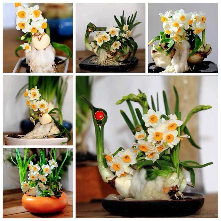 雕刻半成品漳州花种球重瓣室内盆栽水培花冬季花卉老师傅办公室