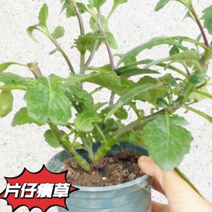 食用红片仔癀草苗专门吃叶子炖汤台湾地瓜叶食叶带分叉老桩盆栽