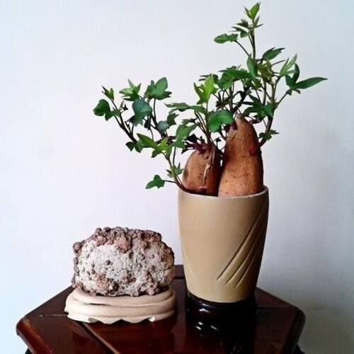 水培红薯幼儿园水培植物国宝级红薯水培鱼缸景观地瓜学生观察生长