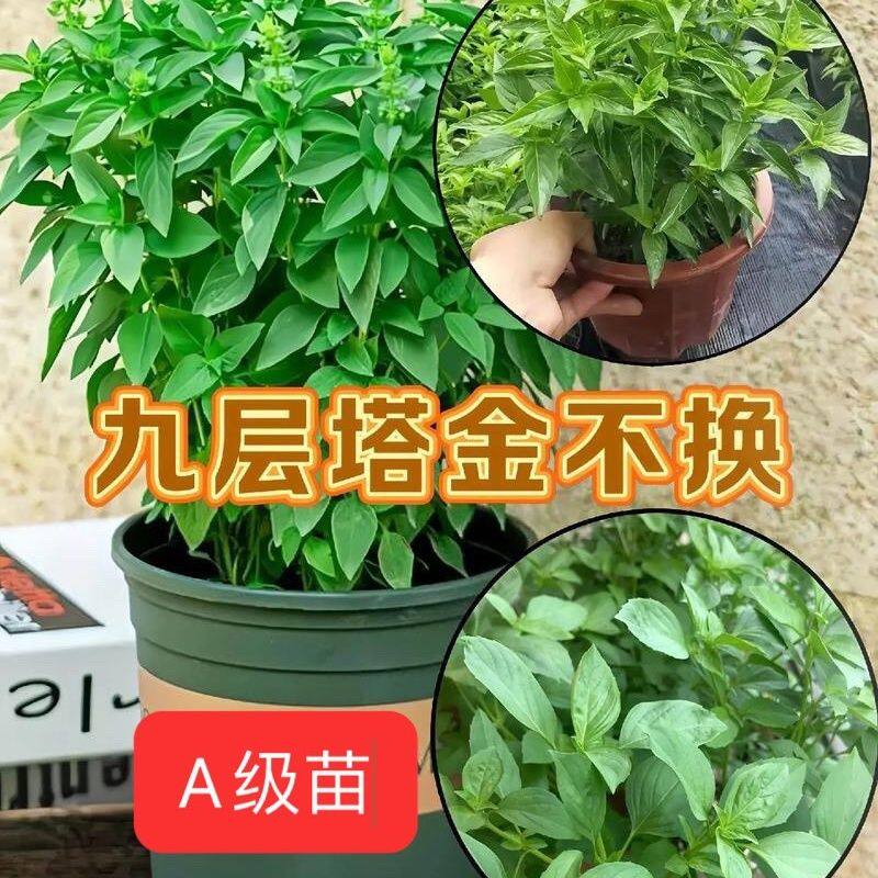 潮汕九层塔金不换盆栽可食用香料调味新鲜罗勒叶厨房室外阳台绿植