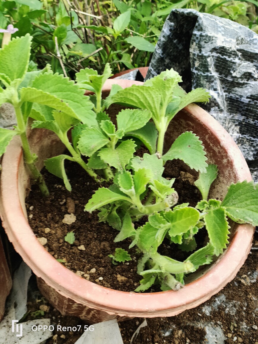大叶左手香苗到手香苗番薄荷苗还魂草苗多肉苗碰碰香苗广藿香苗子