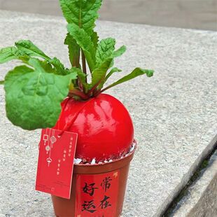 红萝卜盆栽红菜头红萝卜好运阳台庭院盆栽四季常红好养易活好彩头