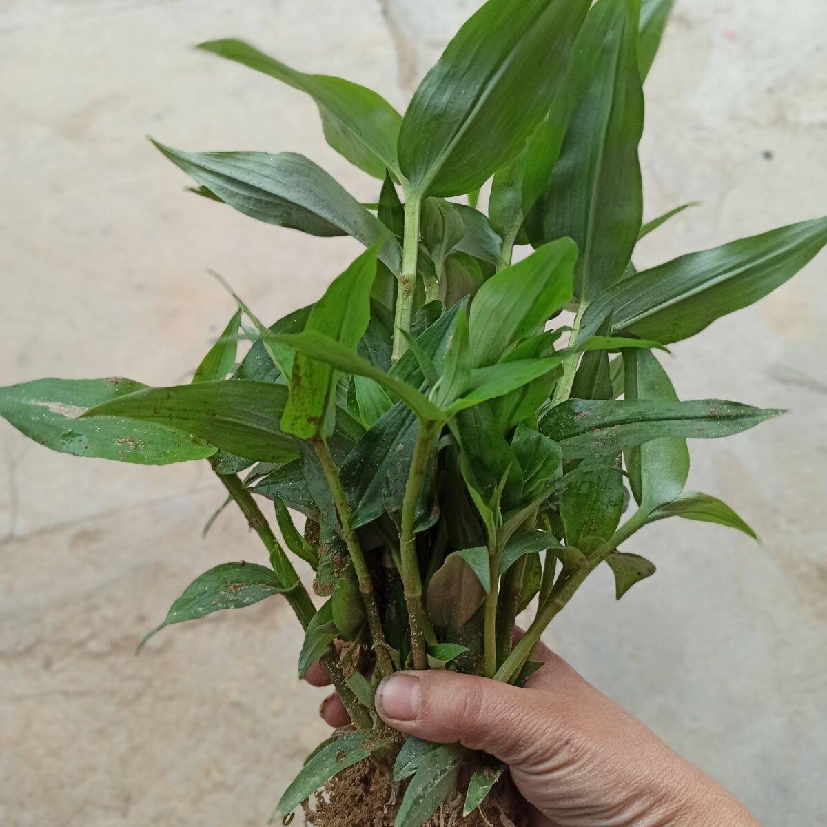 新鲜采摘野生鸭跖草苗竹节菜新鲜竹叶草碧竹子蝴蝶花野生百日晒草