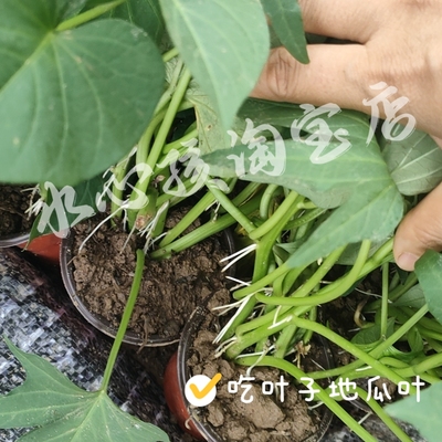 带根红薯苗五叉叶吃叶红薯苗食叶型红苕叶番薯叶地瓜叶阳台庭院苗