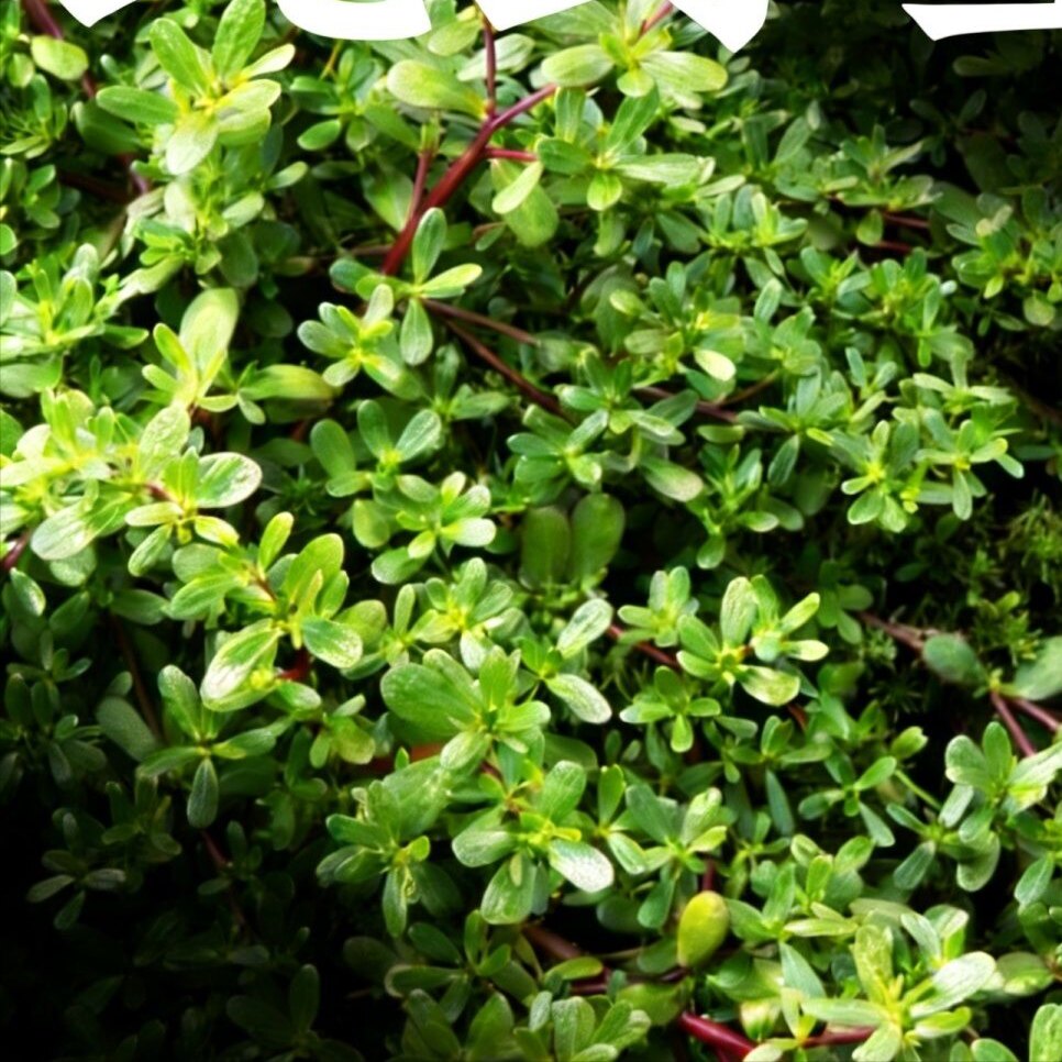 马齿苋苗白花马阳台绿植马齿苋苗红马齿苋带跟带土口感酸爽苗子