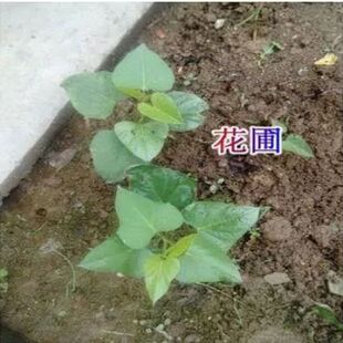 番薯苗红薯叶种苗盆栽福薯18号新鲜地瓜叶阳台番薯叶种苗种子老茎