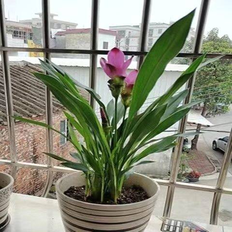 暹罗鸢尾花苗盆栽室内客厅阳台花卉植物四季姜荷花礼佛好养活易活