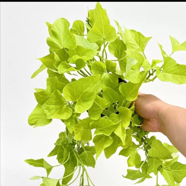 吊篮盆栽黄色红薯苗室内吸除净化空垂吊兰大绿箩绿植物番薯叶地瓜
