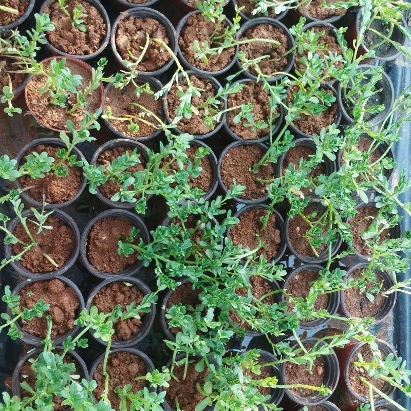广东野外新鲜采摘马齿苋马蜂菜长寿菜五行草白花绿杆蚂蚁菜蔬菜
