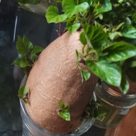带芽发货吃叶子番薯叶栽地瓜叶红薯苗食用植物室内阳台盆栽,鲜花速递/花卉仿真/绿植园艺,造型盆景,淘宝优惠券,粉丝福利购,淘宝优惠卷