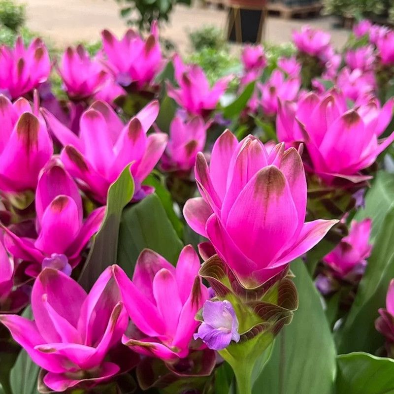 姜荷花盆栽成品带花苞办公室客厅阳台窗台耐荫耐热四季开绿植花卉