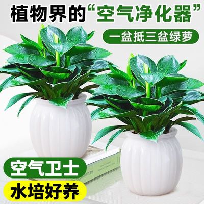 金钻盆栽绿植绿萝箩水培植物室内花卉办公室客厅好养绿公主带土发