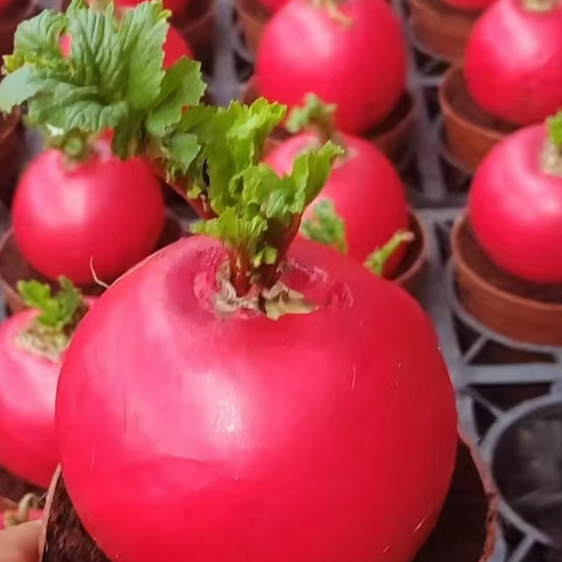 正宗红色发财萝卜过年乔迁喜庆盆栽庭院室内桌面好彩头阳台客厅,鲜花速递/花卉仿真/绿植园艺,造型盆景,淘宝优惠券,粉丝福利购,淘宝优惠卷