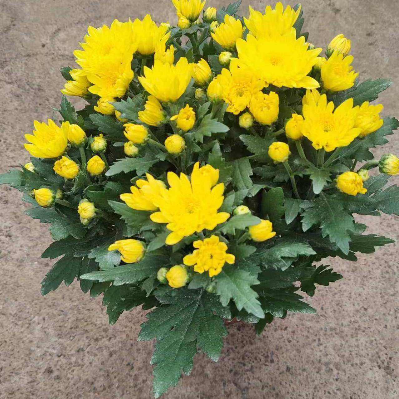 黄白菊龙爪菊菊花季盆栽耐热盆栽高端好养菊花盆四花带花