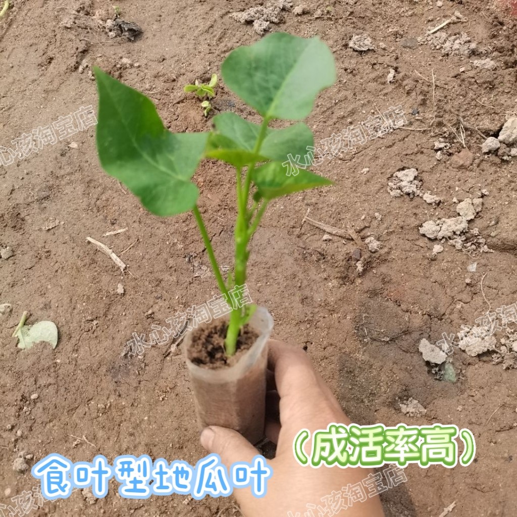 好养活成活率高一袋1-2颗番薯叶盆栽绿植庭院家庭种植菜地红薯苗