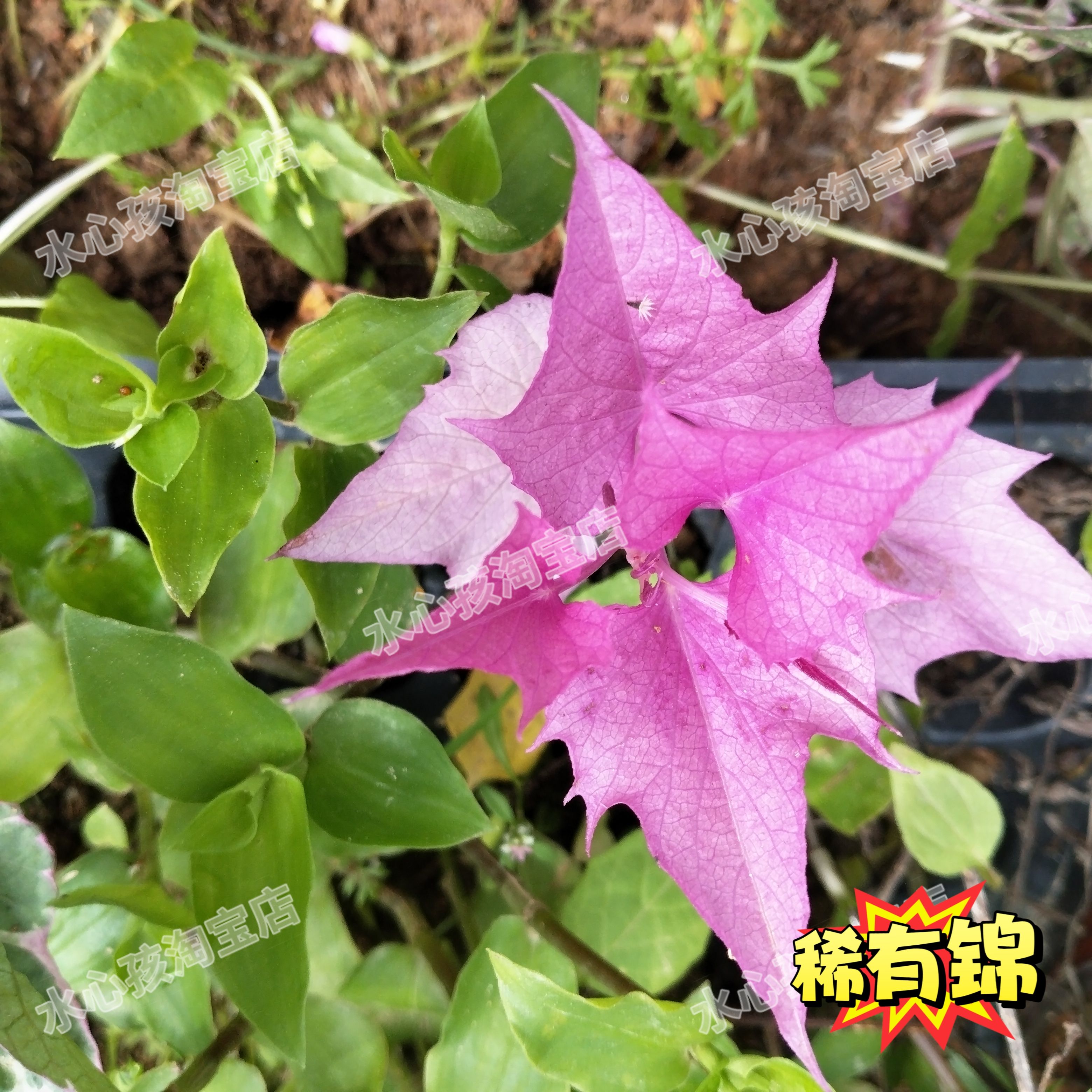 锦叶地瓜叶阳台绿植庭院番薯叶地瓜叶苗盆栽四季变色地被别墅好看