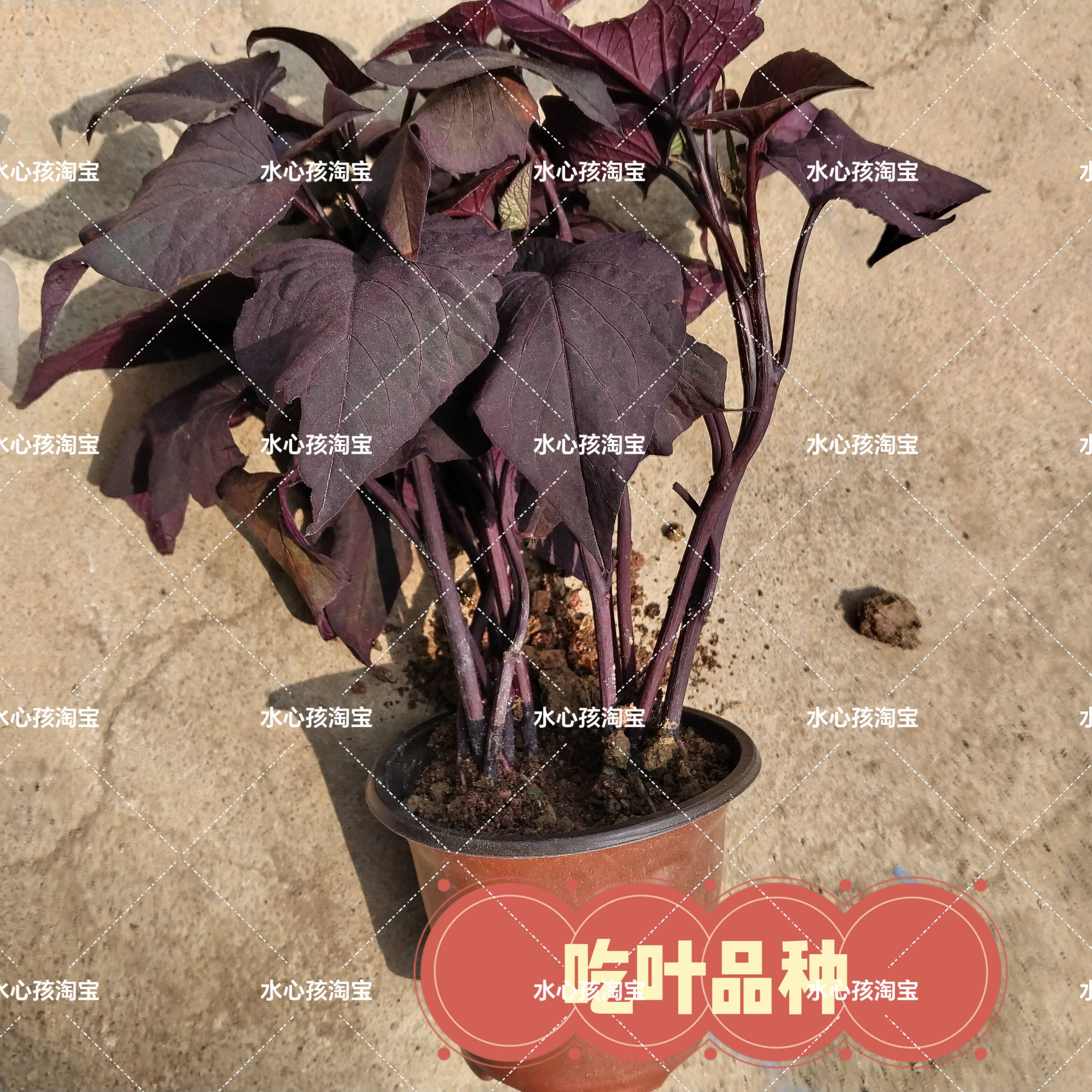 紫叶地瓜苗带根紫薯苗盆栽阳台庭院种植食用红薯苗四季苗花青素