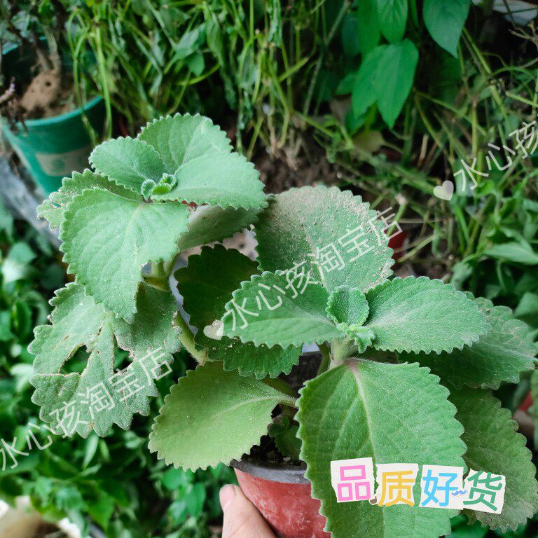 野生大叶薄荷盆栽番薄荷驱蚊手香草绿植碰碰香还魂草去痰止咳野生