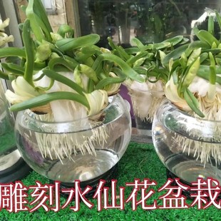 正宗漳州雕刻水仙花矮化种球带花削好室内水培开花带香味植物年货