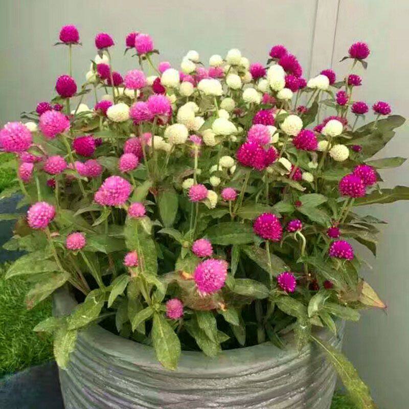 千日红种阳台绿植盆栽花店公园日火花卉生矮花种海春球四季开花