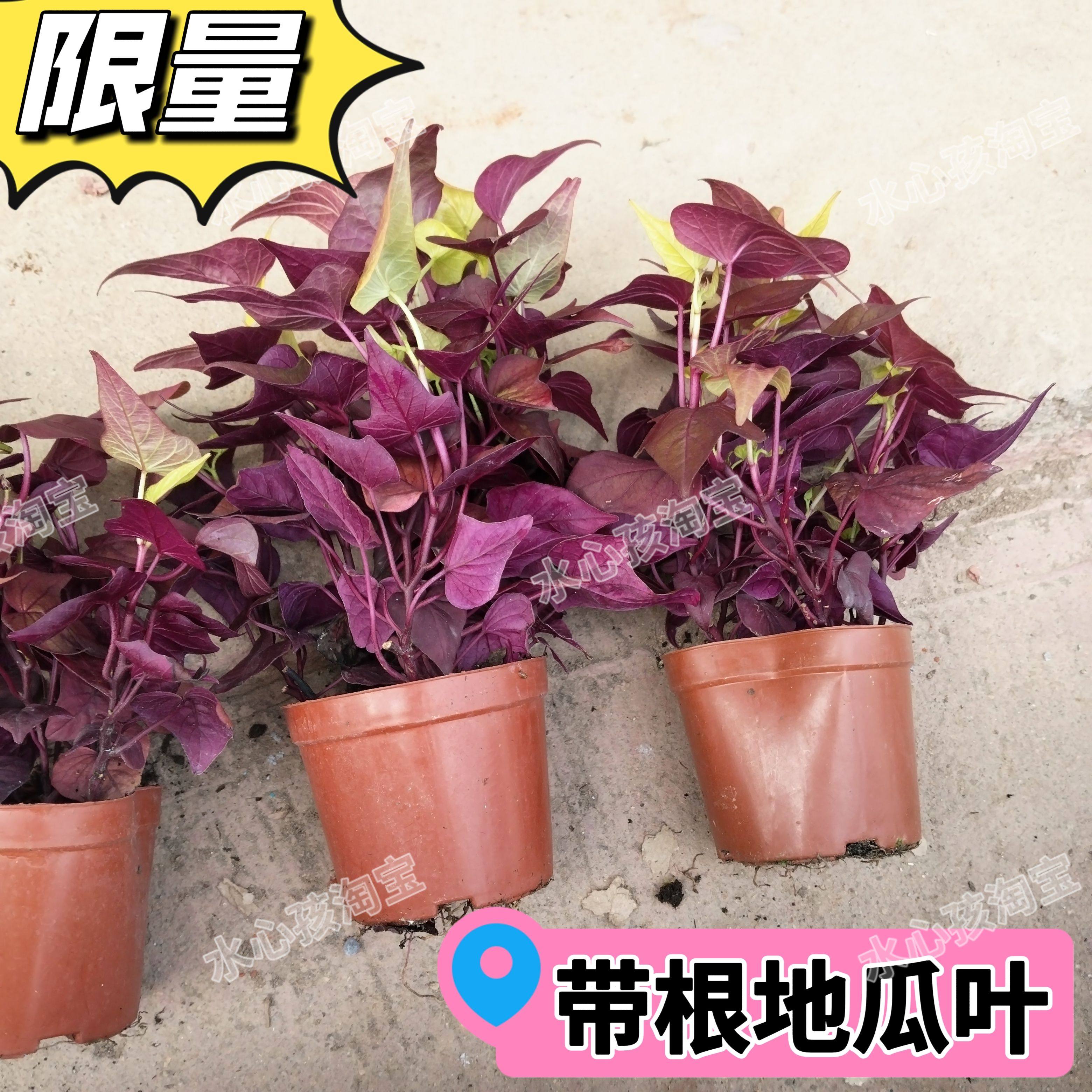 紫薯盆栽带根带叶地瓜苗盆栽阳台庭院绿植盆栽公园红色番薯叶观赏