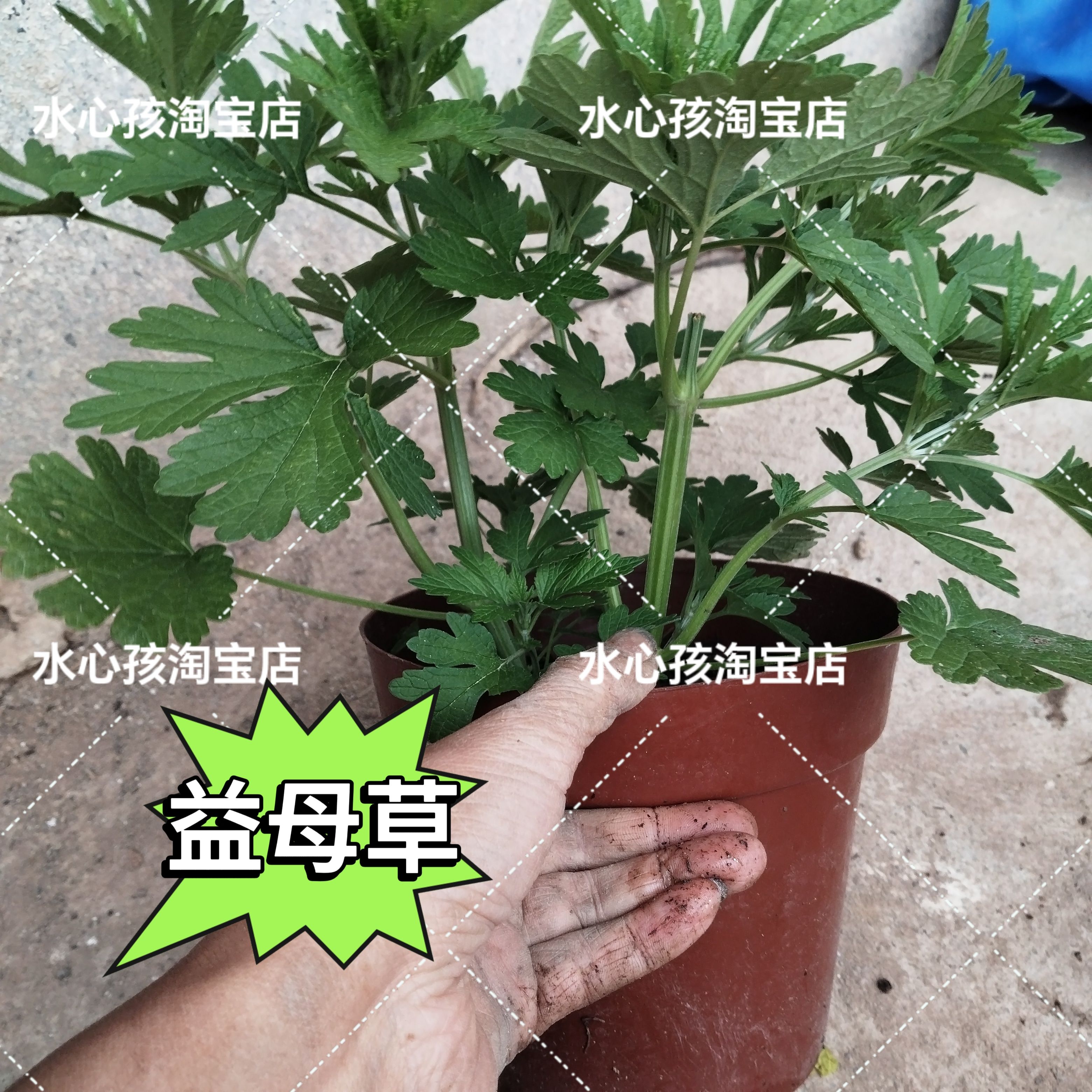 天然益母草新鲜野生食用坐月子菜女性修养生理期当天现摘现发