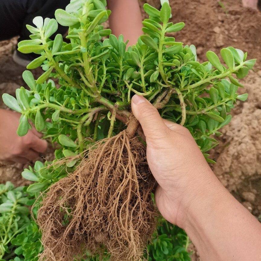 好养活马齿苋苗纯天然野菜马蜂菜马齿苋菜新鲜白花绿茎室外凉拌菜