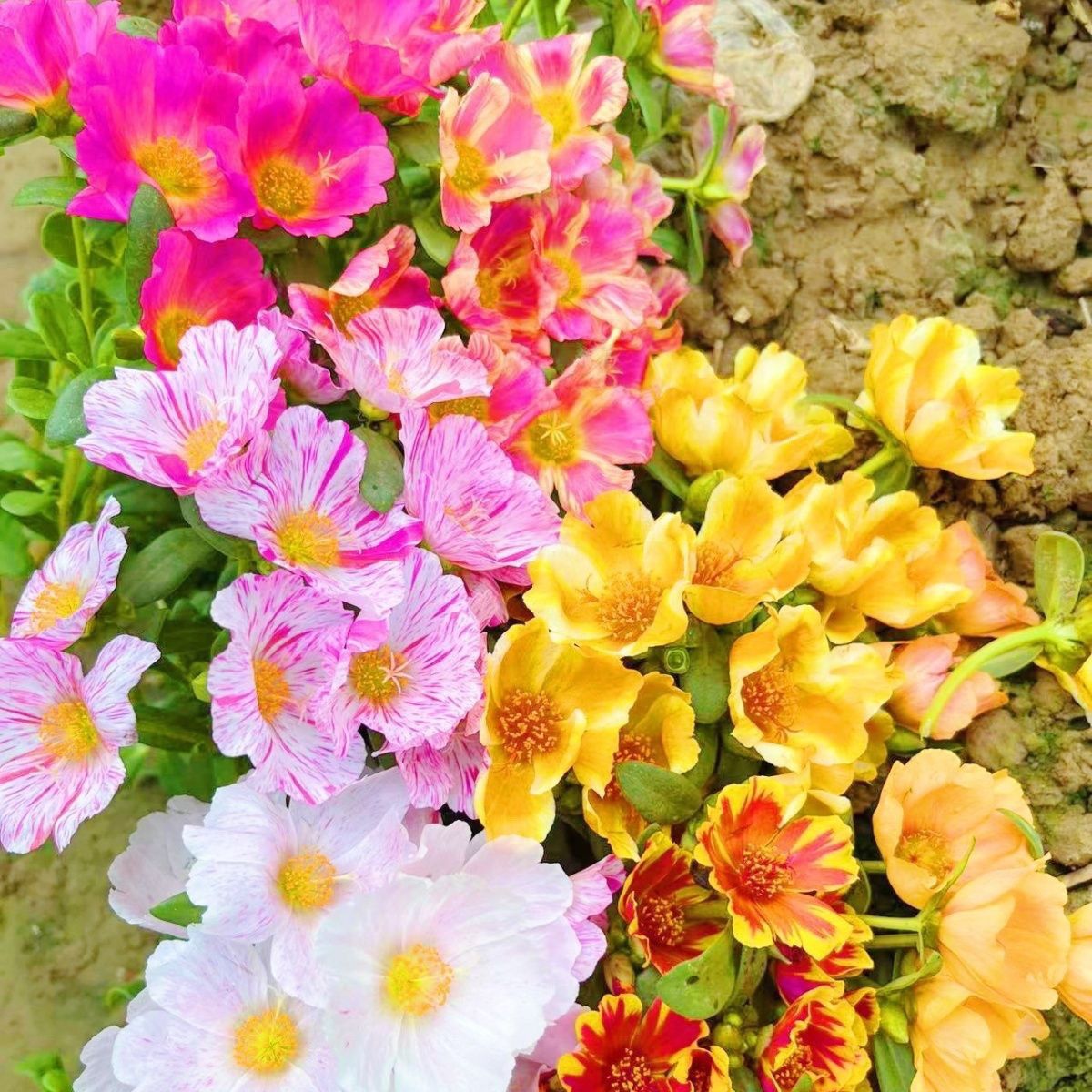 阔叶太阳花阳台庭院幼儿园花草马齿苋开花不断好养不接受掉叶慎拍