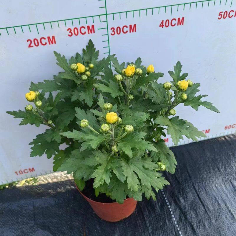 黄白菊花盆栽清明节多年生四季开花带花苞原盆土发货室内庭院好养