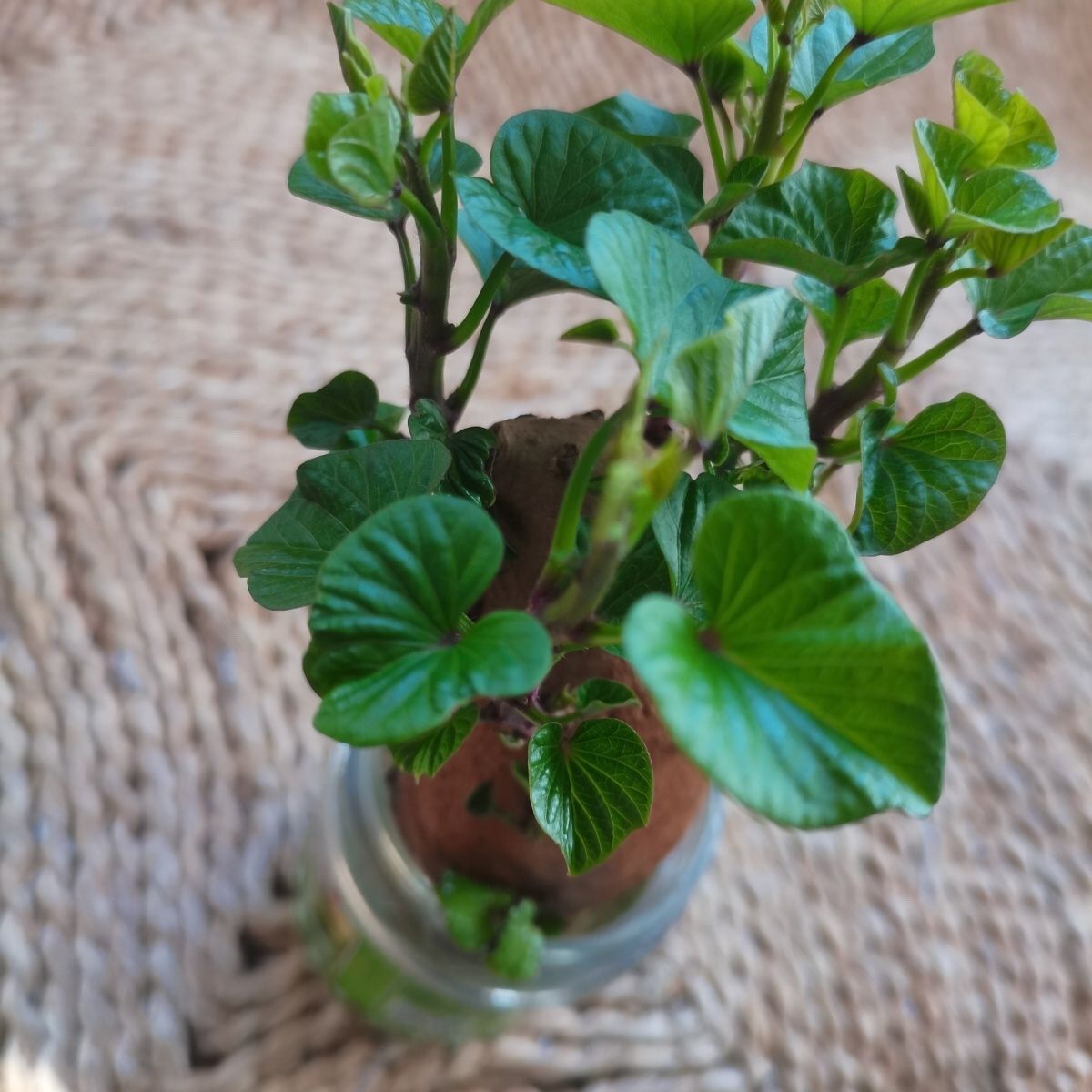 四季专吃叶子红薯盆栽地瓜阳台土培水培植物幼儿园植物观察角