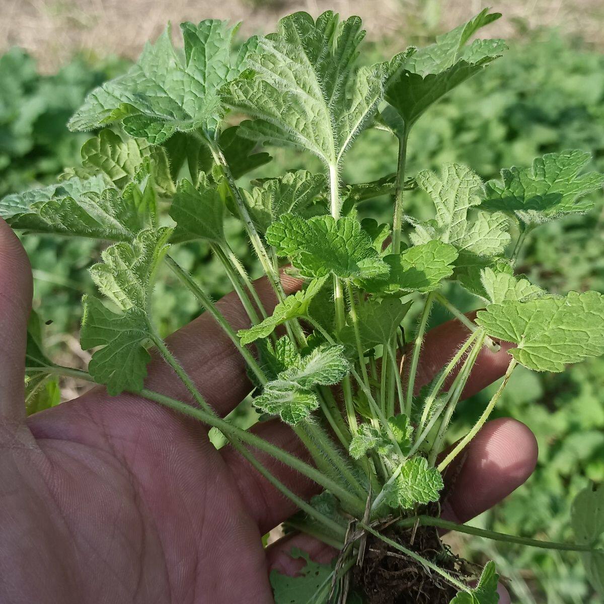生现挖新鲜益母草姨妈草红花益母草益母草新鲜可种植幼儿园植物角