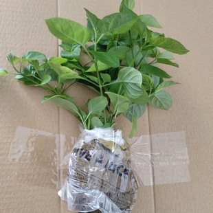 血通菜苗绿线叶宽叶十万错铁打草盗偷草四季野菜当季火锅蔬菜