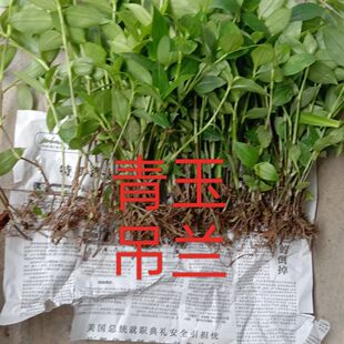 青叶吊竹梅铺地草鸭跖草吊兰盆栽 桌面办公室绿植水培耐阴净化