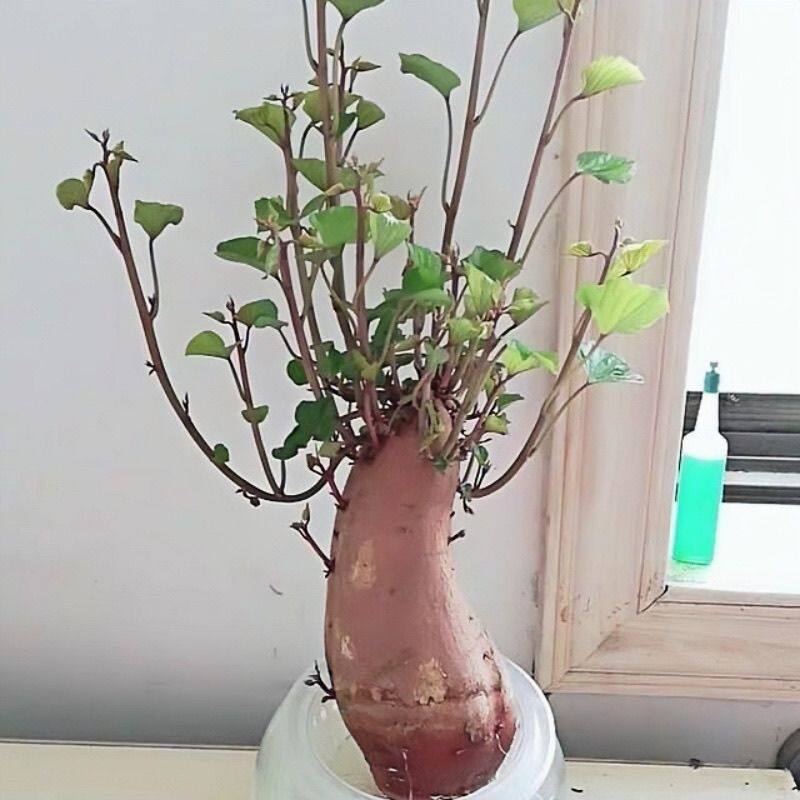 红薯苗地瓜水培盆景幼儿园实验室展示观察生长阳台室内外盆景盆栽
