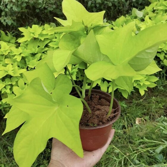 绿化地瓜叶植物金叶甘薯盆栽花园阳台花卉多年生番薯长喜阳耐半荫