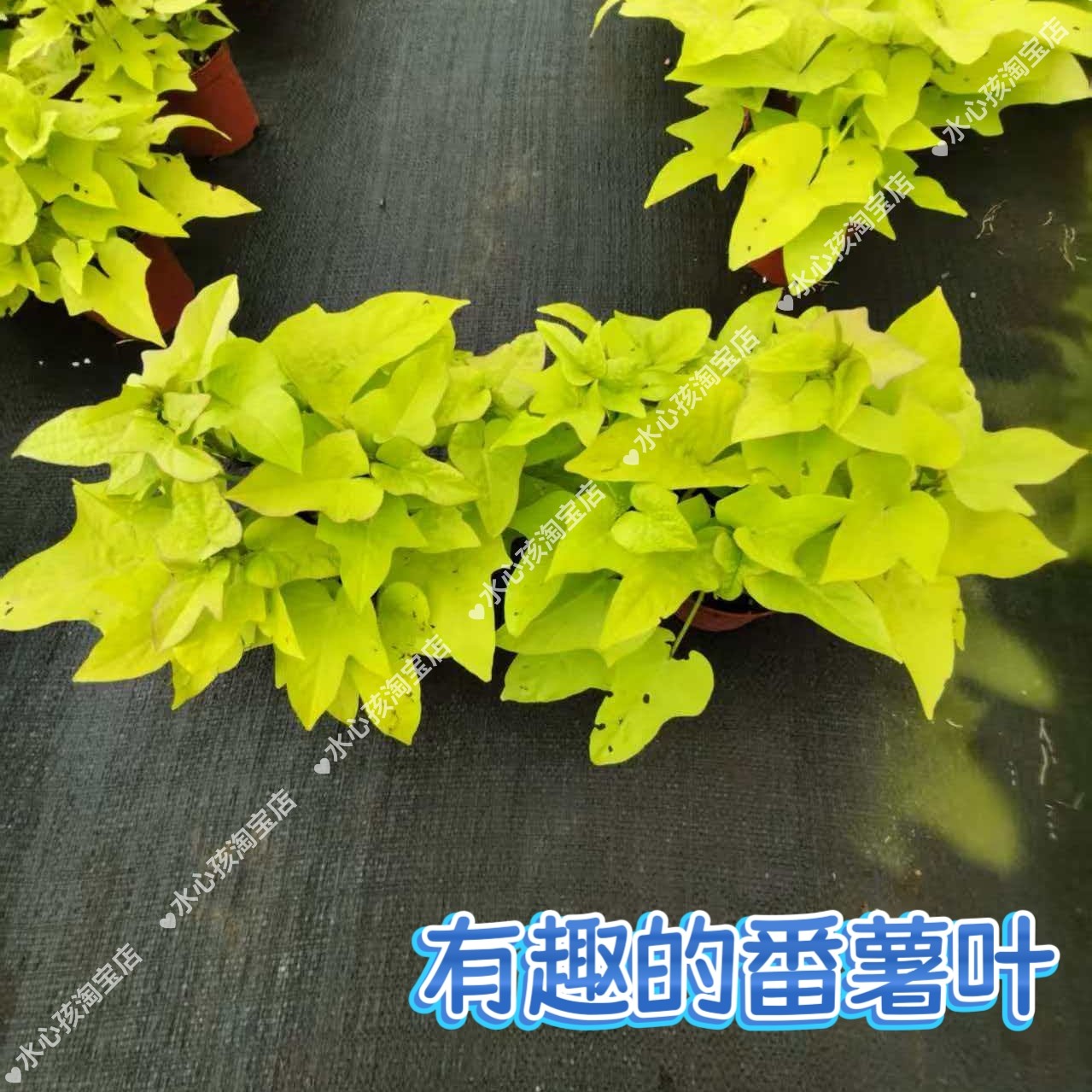 三角梅盆栽带叶子金色番薯叶室内阳台花卉四季漳红缨红薯苗地瓜叶