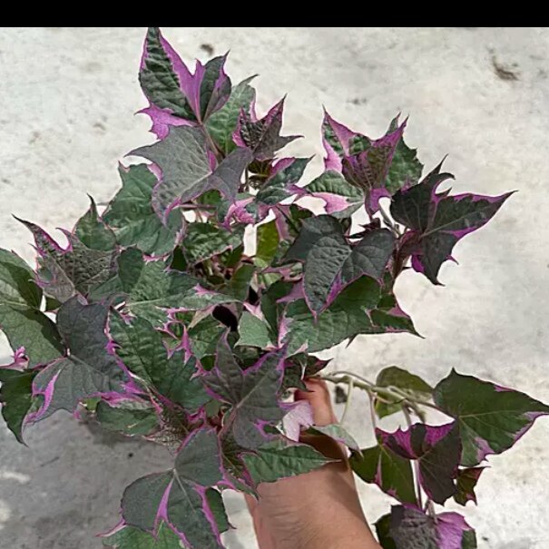 紫苏锦叶苗食用紫苏叶苗别墅绿化苗彩色红薯苗阳台绿植盆栽庭院