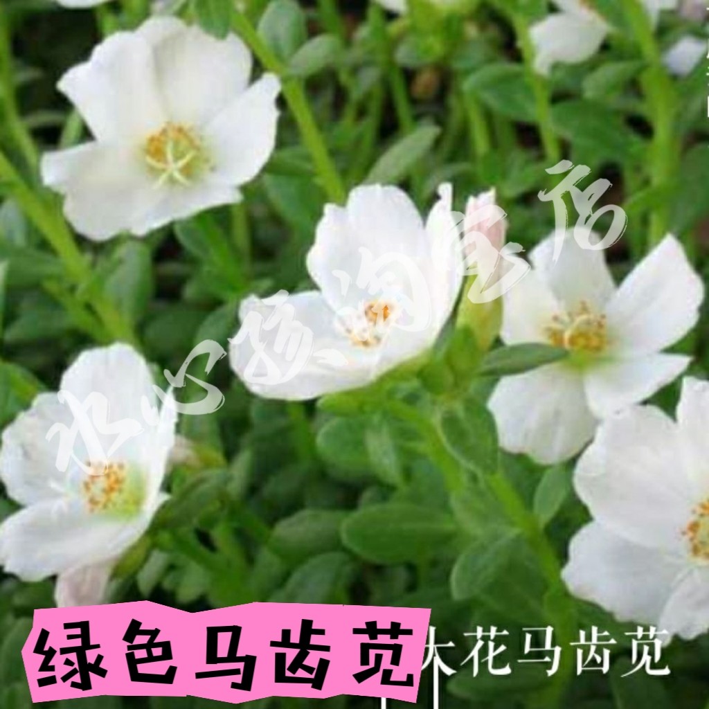 带根现挖现采食用白花马齿苋老鼠耳白枝马齿苋菜太阳花马齿苋绿茎
