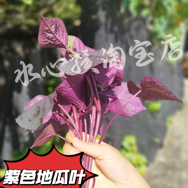 福建漳州正宗红番薯叶新鲜食用番薯苗种植薯苗地瓜苗蔬菜紫色薯叶