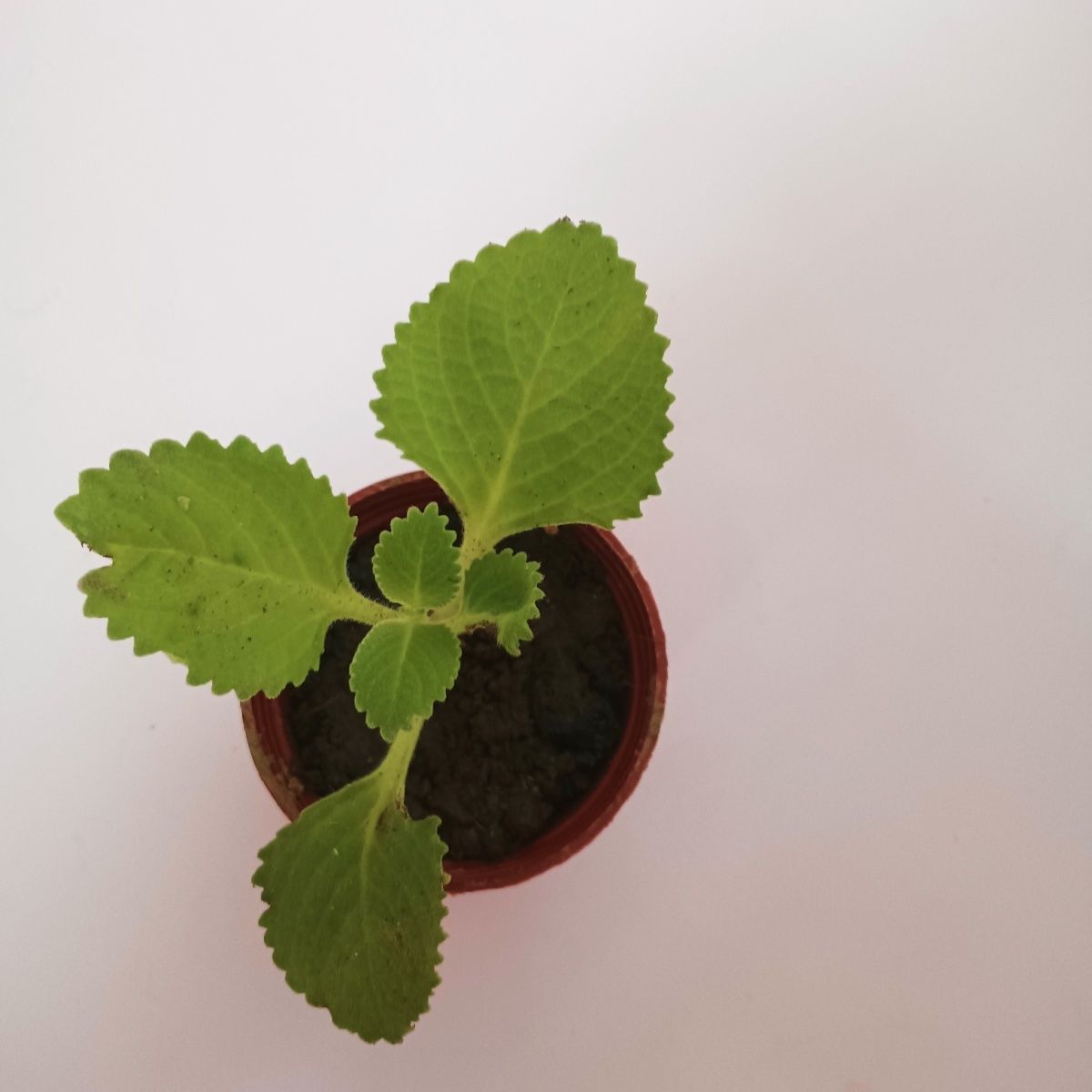 薄荷盆栽可食用驱蚊室内阳台庭院办公室种植排骨植物大叶左手香苗
