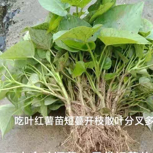 专吃叶子的红薯苗种食用红薯叶种番薯叶苕尖种苗秧地瓜食叶型秧苗