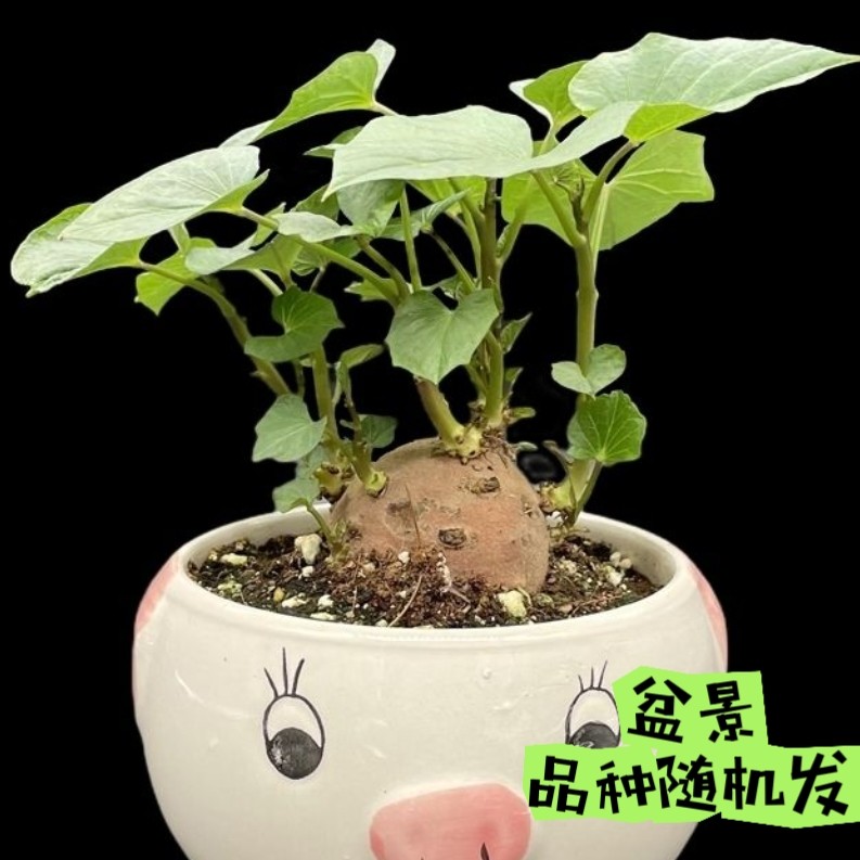 水培植物发芽红薯苗地瓜苗土培盆景鱼缸阳台观赏水培植物盆景盆栽