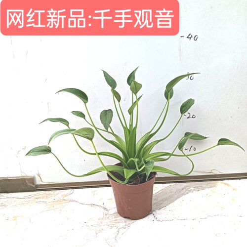 千手观音海芋盆栽书房摆苞室内客厅办公室桌面绿植花卉好养活植物