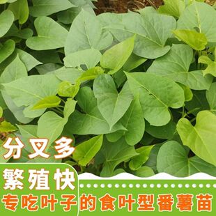 食叶型红薯叶苗 地瓜叶种苗藤 福薯18号番薯吃叶子台农71藤苗菜种