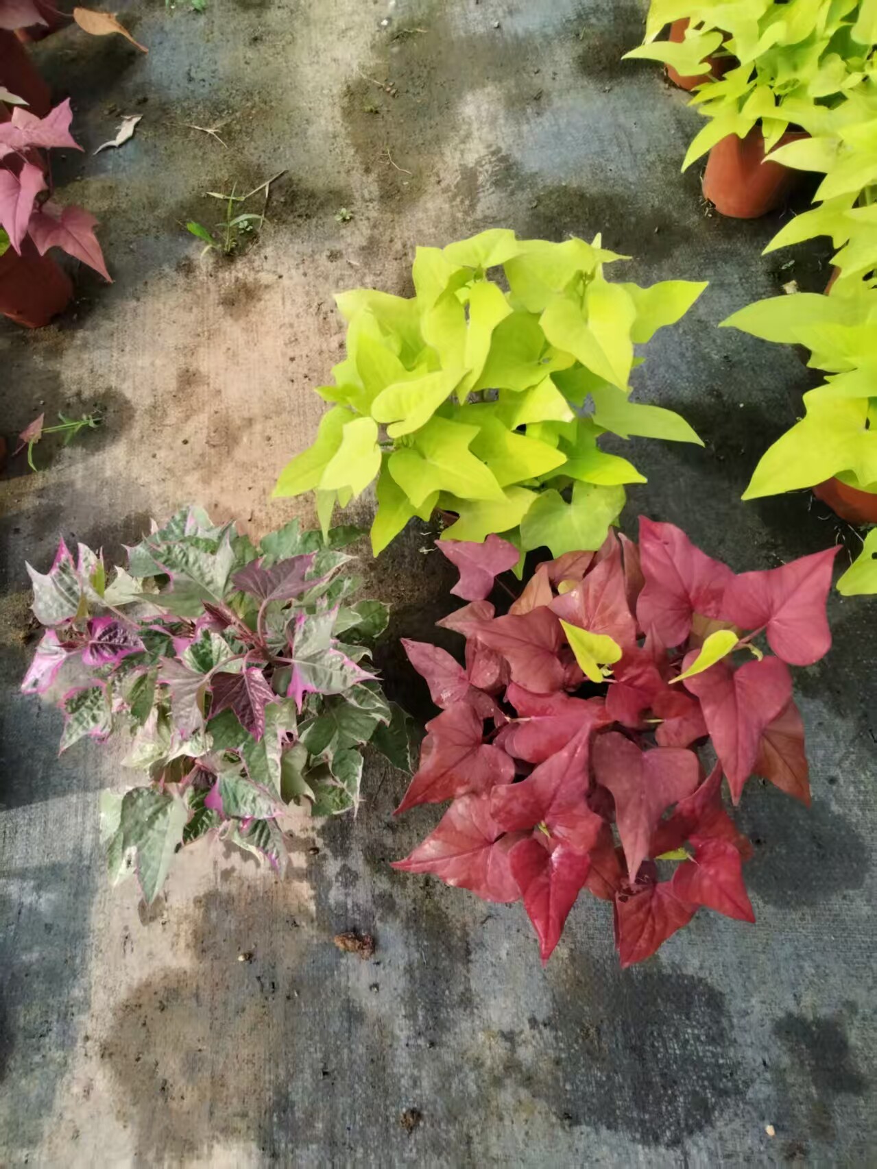 彩色花镜盆栽地被番薯叶盆栽室内客厅办公室桌面绿植花卉植物亮色