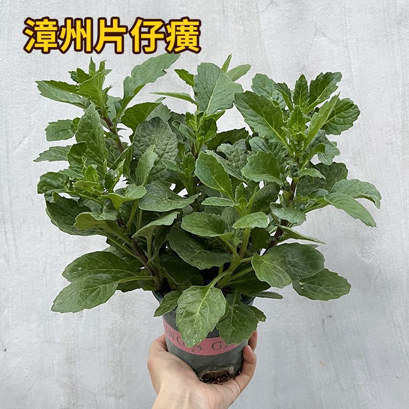 片仔癀草可食用白凤菜苗阳台庭院盆栽药材养生菜苗好种易活白当归