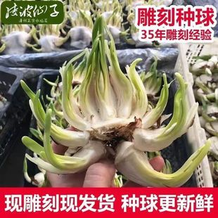 正宗漳州雕刻水仙花矮化种球带盆削好室内水培开花带香味植物年货